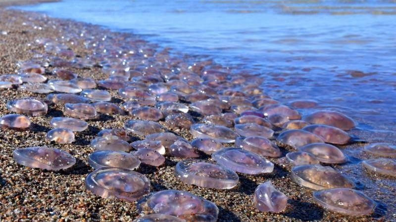 Медузи в Азовському морі тепер надовго, – кримський «науковець»