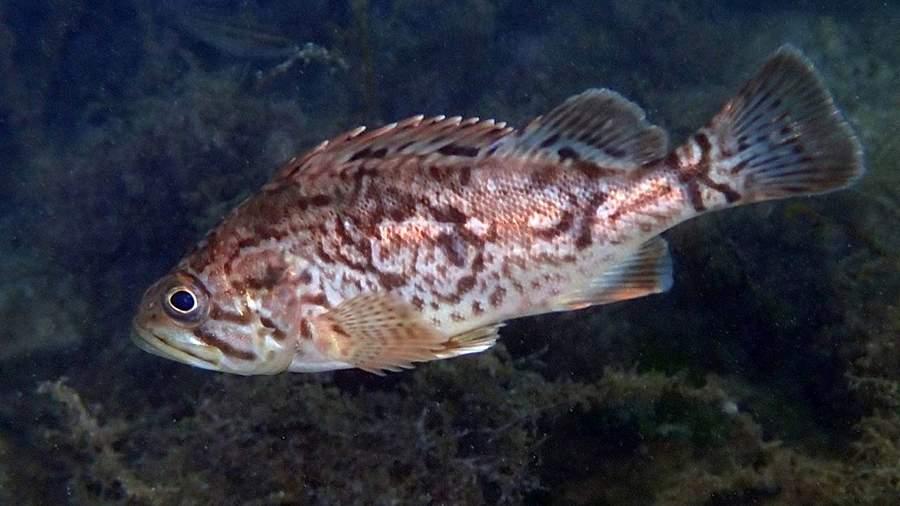 Кримські «науковці» повідомляють про загрозливого корейського окуня біля узбережжя