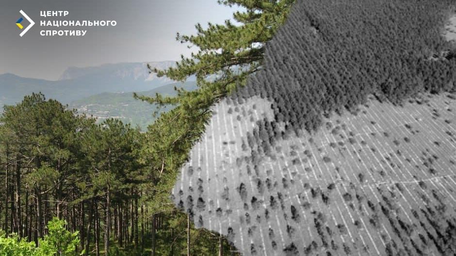 Російські окупанти в Криму вирубують ліс під прикриттям “виноградників”