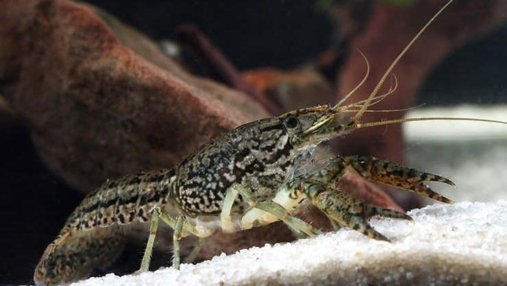 В річках поблизу окупованого Севастополя оселився небезпечний мармуровий рак