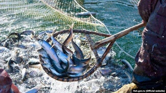 Кримські колаборанти хочуть навчити «колег» на материкових ТОТ розводити рибу