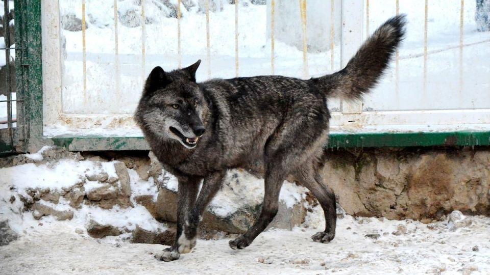 В окупованому Криму дедалі частіше трапляються гібриди вовків і собак