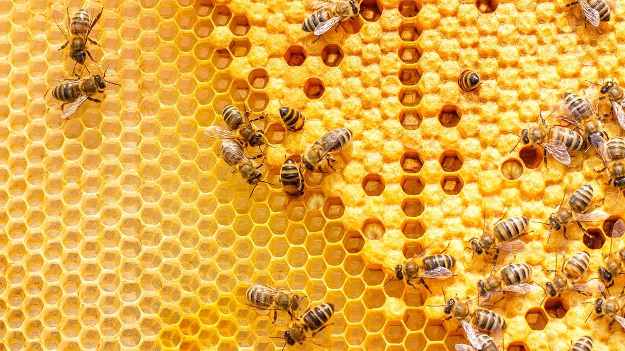 Врожай меду в Криму через посуху зменшився майже наполовину