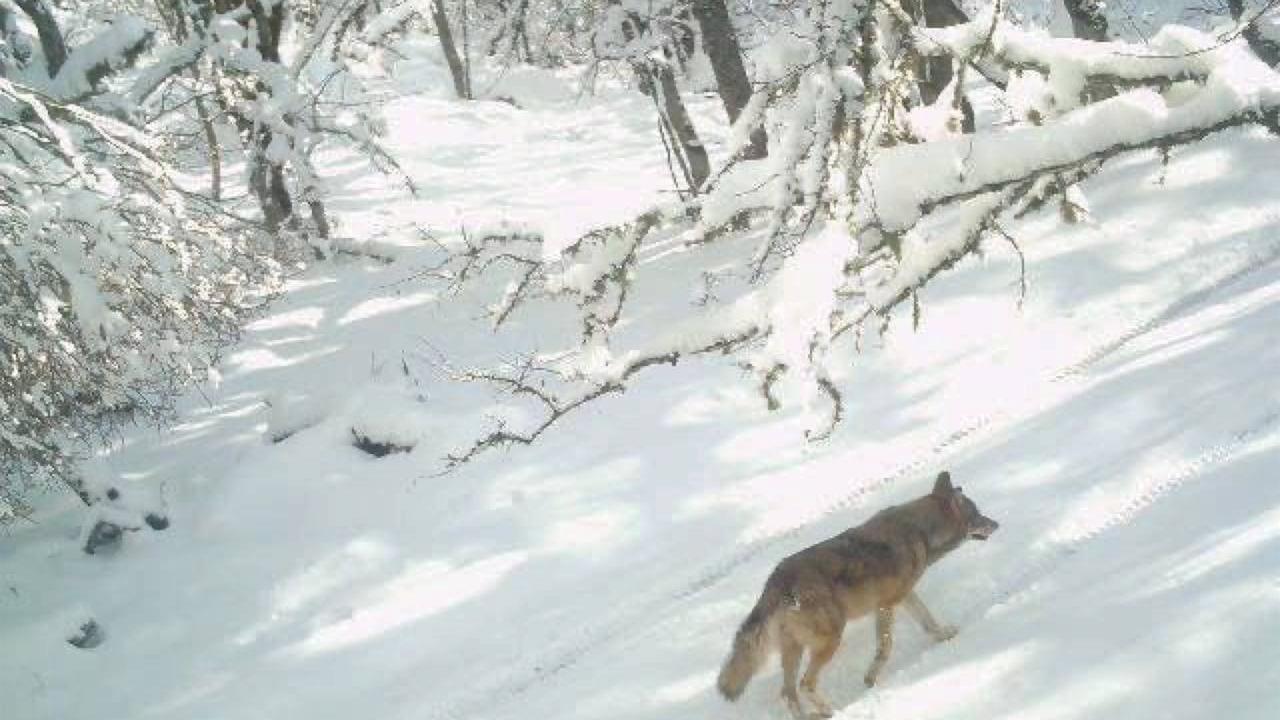 На Кримському півострові зафіксували появу кількох вовків