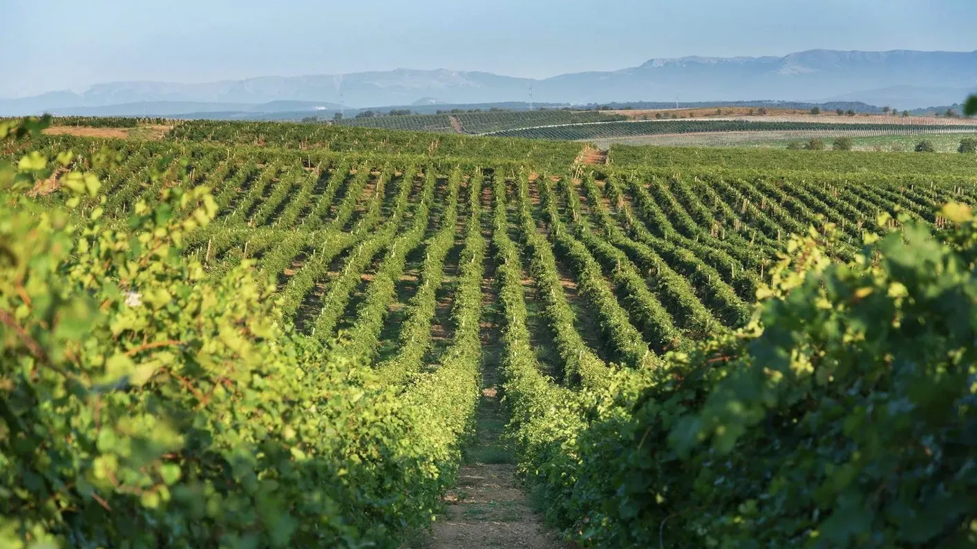 Окупанти відмовили виноробам і виноградарям Севастополя в податкових канікулах