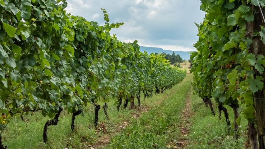 В окупованому Криму почали розкорчовувати старі виноградники