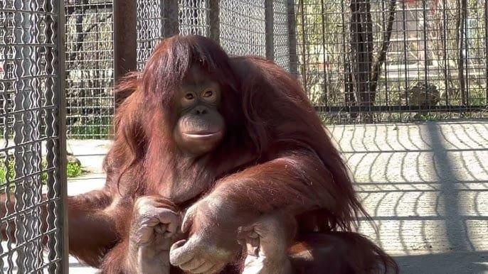 У кримському парку левів «Тайган» загинула знаменита орангутан Дана