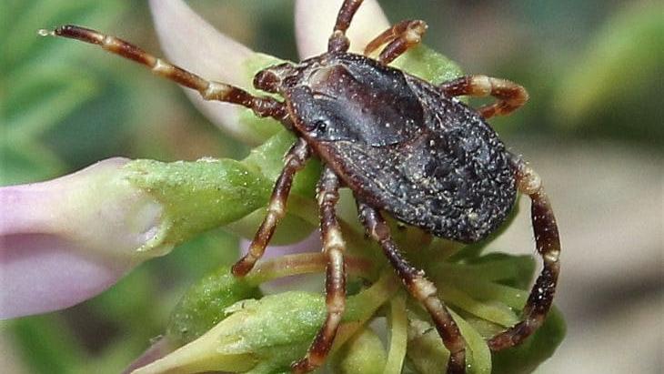 В окупованому Криму заявили про велетенського кліща, здатного вистежувати жертву