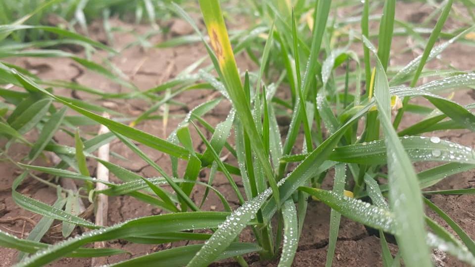 На ланах окупованого Криму виявили грибкові захворювання