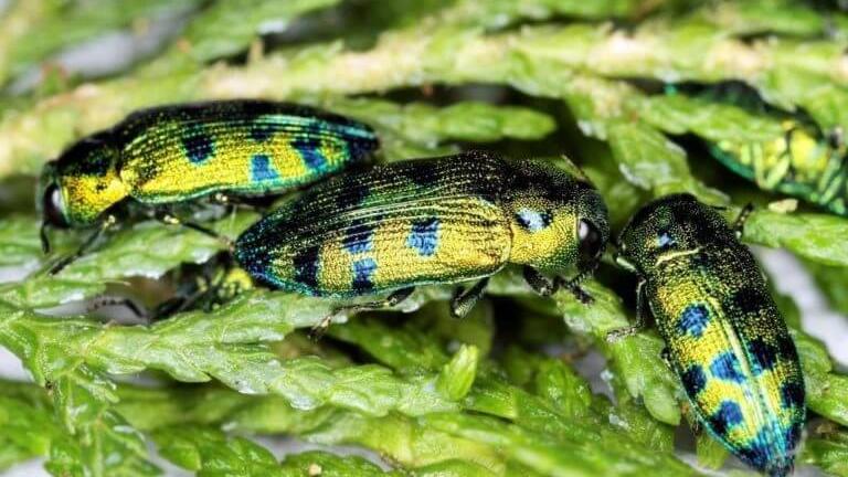 В окупованому Криму бідкаються на шкідника, що нищить кипариси