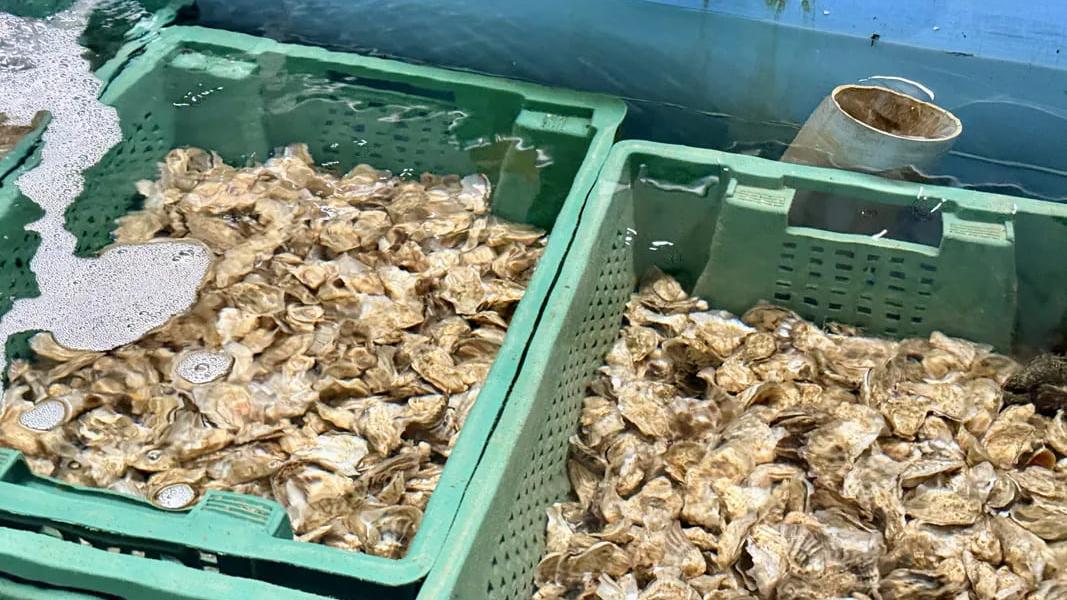 Морські фермери в Севастополі скаржаться на конкурентів із Китаю