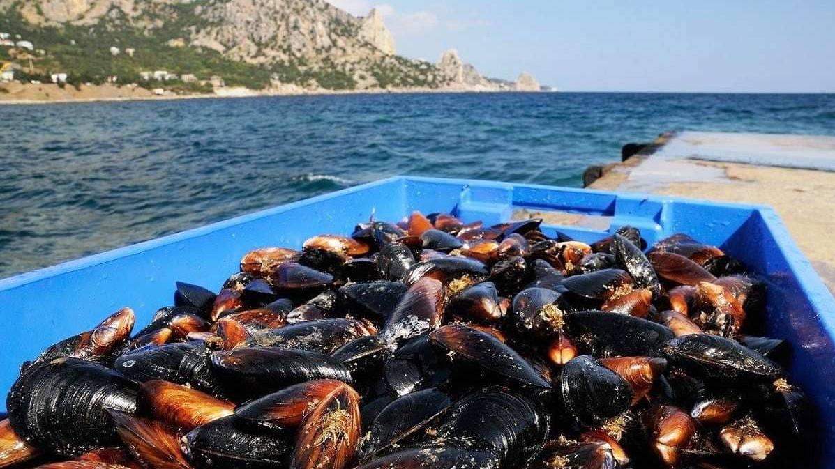Окупанти створюють у Криму «морську» модель агропромислового комплексу