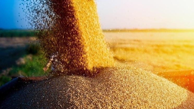 Паливна криза та дощі зсувають терміни збирання врожаю в окупованому Криму