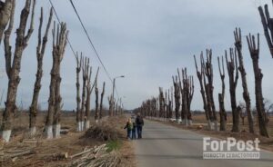 Кримчани та екологи просять запровадити мораторій на обрізку дерев у Сімферополі